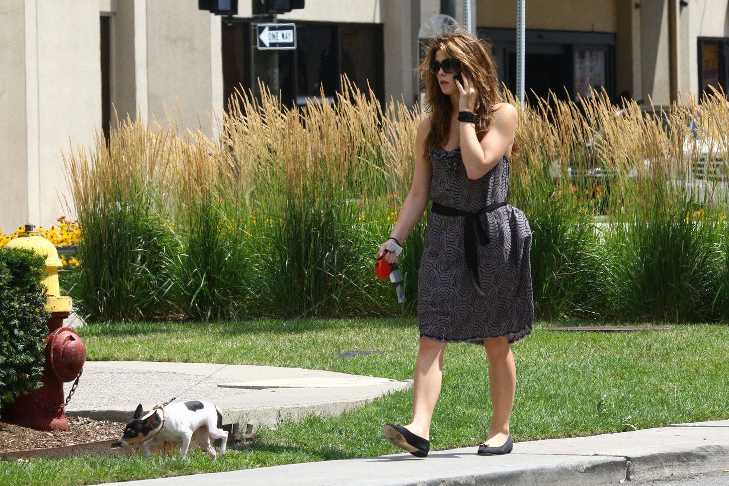 Ashley Greene walking her dog around her hotel in Detroit on July 17, 2010 