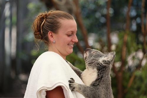 Petra Kvitova Holds a Koala during a visit to the Lone Pine Koala Sanctuary December 28, 2012 